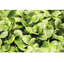 Bio Salat Saatgutpaket meine ernte Salatquartett mit 4 Sorten, Rauke, Feldsalat, Pflücksalat und Kopfsalat, samenfestes Saatgut-thumb-8