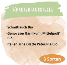 Bio Kräuter Saatgutpaket meine ernte Drei Kräuterbasics, Schnittlauch, Basilikum und Glatte Petersilie, samenfestes Saatgut-thumb-1