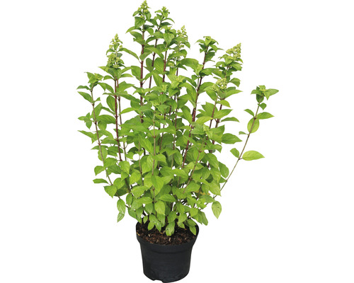 Rispenhortensie Hydrangea paniculata 'Limelight'® H 30-40 cm Co 5 L