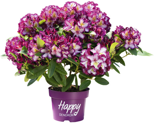 Easydendron Rhododendron Inkarho® 'Pushy Puple' H 25-30 cm Co 5 L kalktolerante Rhododendron