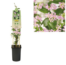 Sternjasmin rosa FloraSelf Trachelospermum asiaticum 'Pink Air' H 50-70 cm Co 2,3 L-thumb-1