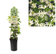 Sternjasmin FloraSelf Trachelospermum jasminoides H 50-70 cm Co 2,3 L-thumb-1