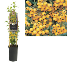 Feuerdorn FloraSelf Pyracantha-Cultivars 'Soleil d'Or' H 50-70 cm Co 2,3 L-thumb-1