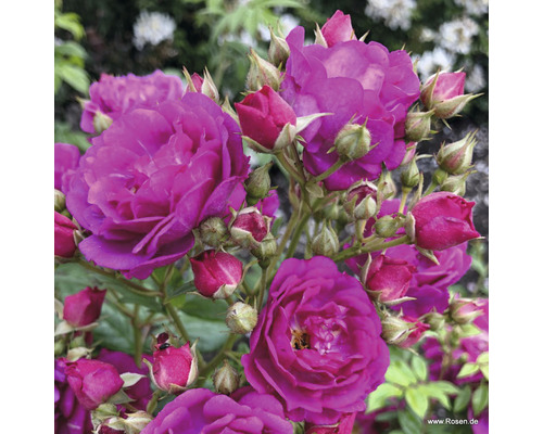 Kletterrose FloraSelf Rosa Purple Siluetta® H 60-80 cm Co 5 L