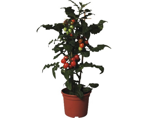 Snack-Tomate FloraSelf Lycopersicon esculentum 'Candytree' Ø 14 cm Topf