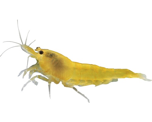 Garnele Yellow Fire Zwerggarnele - Neocoridina heteropoda