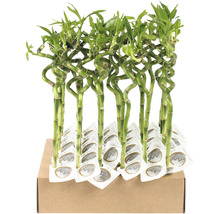 Glücksbambus 'Lucky Bamboo' - bellaflora Online Shop