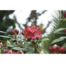Großblumige Alpenrose FloraSelf Rhododendron Hybride 'Junifeuer' H 30-40 cm Co 6 L-thumb-2