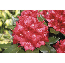 Großblumige Alpenrose FloraSelf Rhododendron Hybride 'Cherry Kiss' ® H 30-40 cm Co 6 L-thumb-1