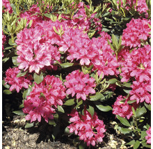 Großblumige Alpenrose FloraSelf Rhododendron Hybride 'Wine and Roses' ® H 30-40 cm Co 6 L-thumb-1