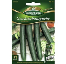 Gewächshausgurke 'Marumba' Quedlinburger Gemüsesamen-thumb-0