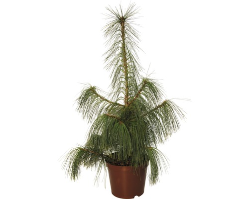 Schwerin-Kiefer FloraSelf Pinus schwerinii H 60-80 cm Co 7 5 L