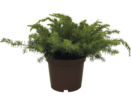 Küstenwacholder FloraSelf Juniperus conferta 'Blue Pacific' H 20-30 cm Co 2 L