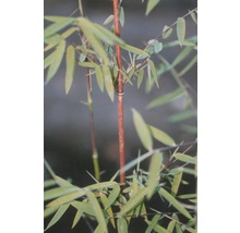 Jadebambus, roter Gartenbambus FloraSelf Fargesia species 'Jiuzhaigou 1' H 80-100 cm Co 10 L-thumb-3