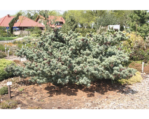 Bonsai-Mädchenkiefer FloraSelf Pinus parviflora 'Pentaphylla Glauca' H 25-30 cm Co 3 L