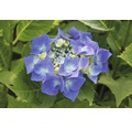 Tellerhortensie blau FloraSelf Hydrangea macrophylla H 30-40 cm Co 5 L