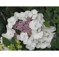 Tellerhortensie weiß FloraSelf Hydrangea macrophylla H 30-40 cm Co 4 L