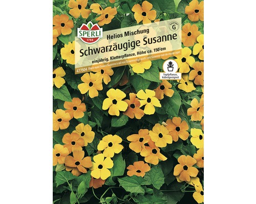 Schwarzäugige Susanne Helios Mischung Sperli Blumensamen