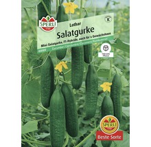 Salatgurke 'Lothar' Sperli Gemüsesamen-thumb-0