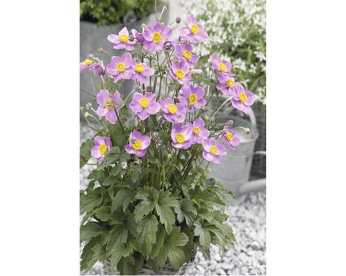 Herbst-Anemone FloraSelf Anemone hupehensis H 10-60 cm Co 3 L