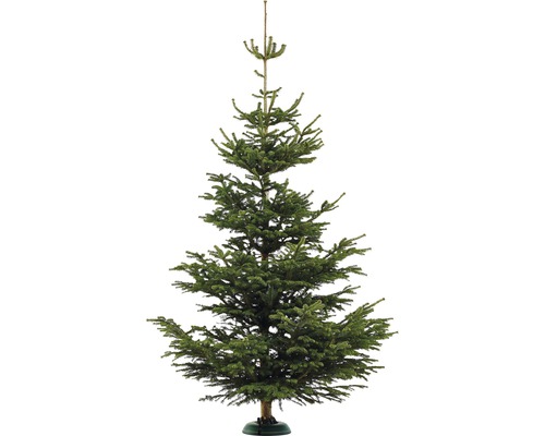 Nordmanntanne XL 300-350 cm, geschlagener Weihnachtsbaum aus nachhaltigem Anbau-0