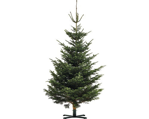Nordmanntanne XXL 350-400 cm, geschlagener Weihnachtsbaum aus nachhaltigem Anbau