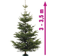 Nordmanntanne XL 300-350 cm, geschlagener Weihnachtsbaum aus nachhaltigem Anbau-thumb-2