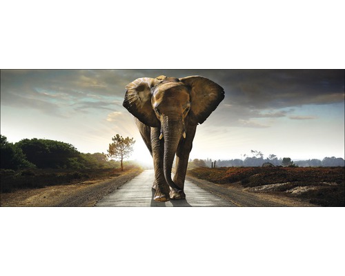 Glasbild Elephant 30x80 cm GLA979-0