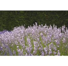 Englischer Lavendel FloraSelf Lavandula angustifolia 'Royal Sensation' H 20-30 cm Co 3 L-thumb-0