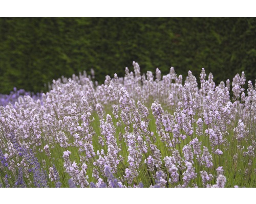 Englischer Lavendel FloraSelf Lavandula angustifolia 'Royal Sensation' H 20-30 cm Co 3 L-0