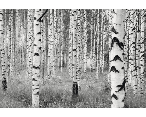 Fototapete Vlies Woods 368 x 248 cm