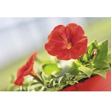 Hängepetunie FloraSelf Petunia x atkinensis 'Surf Table Red' Ø 12 cm Topf-thumb-4