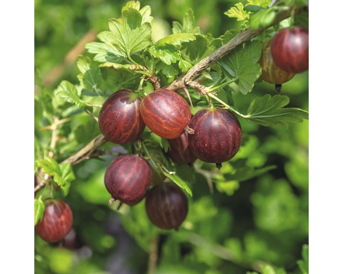 Rote Stachelbeere FloraSelf Ribes uva-crispa 'Hinnomäki rot' H 40-60 cm Co 3 L