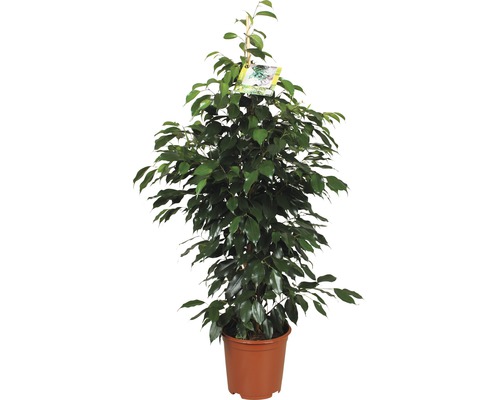 Birkenfeige FloraSelf Ficus benjamina 'Danielle' H 110 cm Ø 21 cm Topf