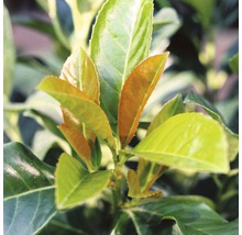 Kirschlorbeer, Lorbeerkirsche FloraSelf Prunus laurocerasus 'Etna'® H 50-60 cm Co 5 L-thumb-1