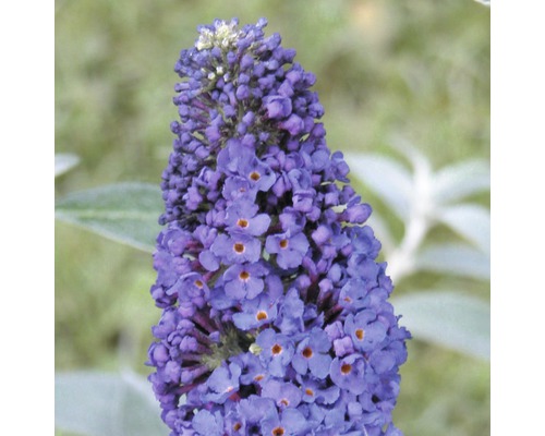 Sommerflieder, Schmetterlingsflieder FloraSelf Buddleja davidii H 60-80 cm Co 3 L blau