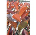 Glanzmispel FloraSelf Photinia fraseri 'Red Robin' H 100-125 cm Co 15 L