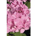 Ballhortensie Endless Summer Hydrangea macrophylla H 50-60 cm Co 5 L rosa