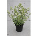 Rispenhortensie 'Grandiflora' H 50 - 60 cm Co 6 L
