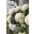 Ballhortensie Endless Summer Hydrangea macrophylla 'The Bride' H 50-60 cm Co 5 L