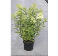 Rispenhortensie FloraSelf Hydrangea paniculata 'Limelight' H 50-60 cm Co 5 L