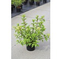 Rispenhortensie FloraSelf Hydrangea paniculata 'Vanille Fraise' H 50-60 cm Co 5 L