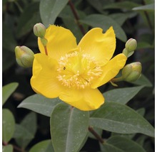 Großblumiges Johanniskraut FloraSelf Hypericum patulum 'Hidcote' H 30-40 cm Co 4 L-thumb-1