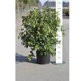 Mittelmeer Schneeball FloraSelf Viburnum tinus 'Eve Price' H 60-80 cm Co 15 L