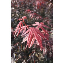 Roter Fächerahorn FloraSelf Acer palmatum 'Bloodgood' H 40-60 cm Co 4 L-thumb-0