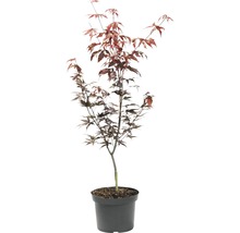 Roter Fächerahorn FloraSelf Acer palmatum 'Bloodgood' H 40-60 cm Co 4 L-thumb-1