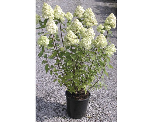 Rispenhortensie FloraSelf Hydrangea paniculata 'Limelight' H 80-100 cm Co 10 L