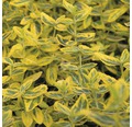 Gelbbunte Kriechspindel FloraSelf Euonymus fortunei 'Emerald'n Gold' H 40 cm Co 6 L