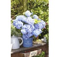 Ballhortensie Endless Summer Hydrangea macrophylla H 50-60 cm Co 5 L blau