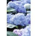Ballhortensie Endless Summer Hydrangea macrophylla H 50-60 cm Co 5 L blau